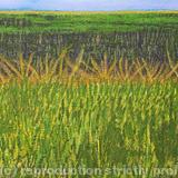 Summer Fields, Chedworth