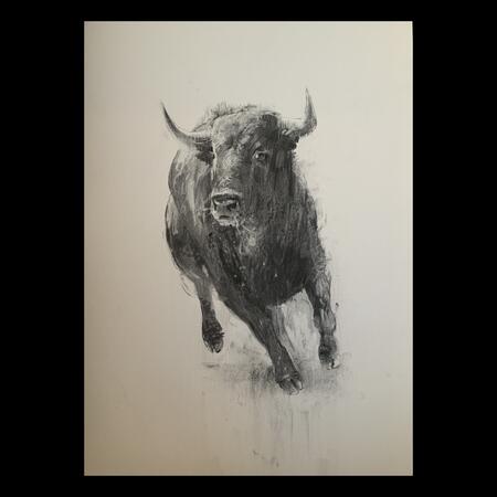 Charging bull portrait