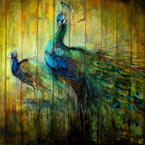 peacocks on panel