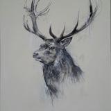 stag