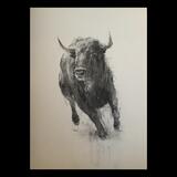 Charging bull portrait