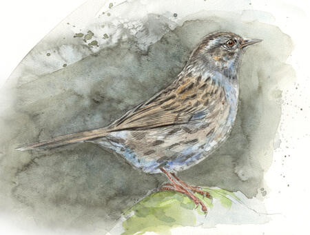 Dunnock