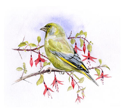 Greenfinch and Fuchsia