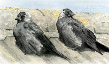 Jackdaws