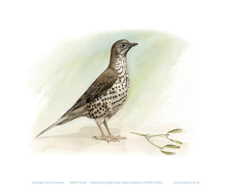 Mistle Thrush