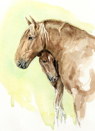 Suffolk Punch Mare and Foal