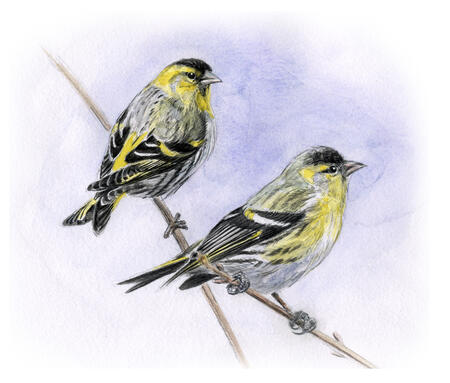 Siskins