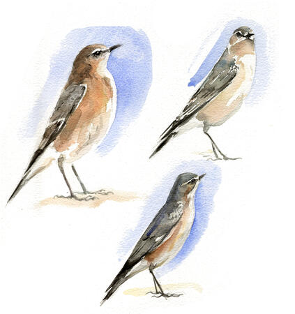 Wheatears sketch