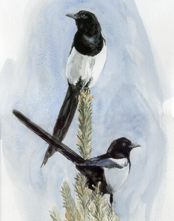 Magpies
