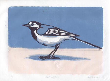 Pied Wagtail