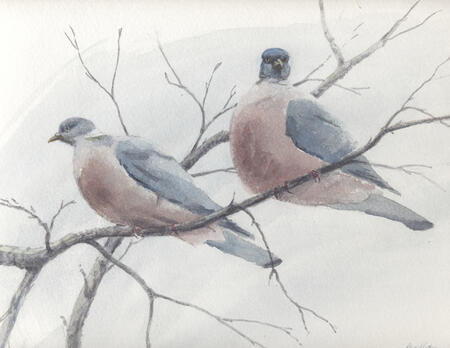 Wood Pigeons