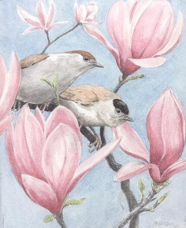 Blackcaps & Magnolia