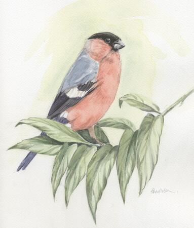 Bullfinch