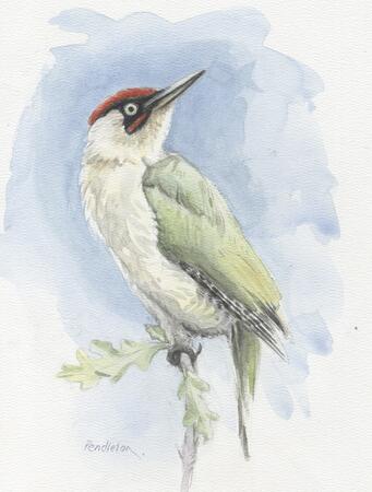 Green Woodpecker
