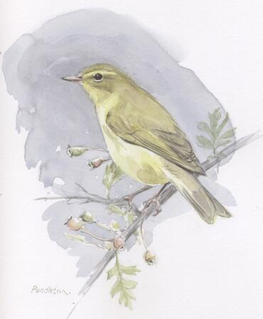Willow Warbler