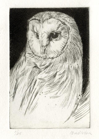 Barn Owl