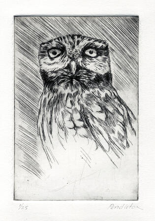 Little Owl