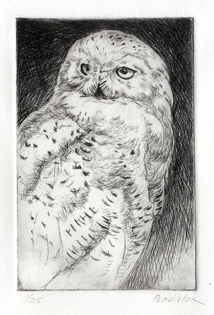 Snowy Owl