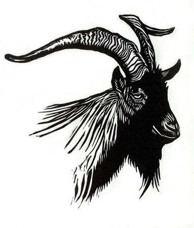 'Robert' a Billy goat