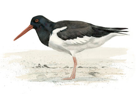Oystercatcher