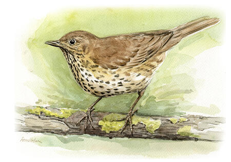 Song Thrush