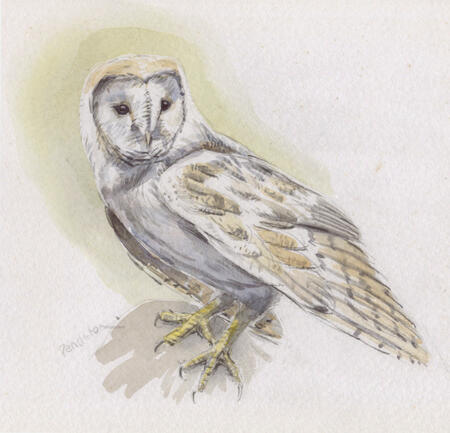 Barn Owl