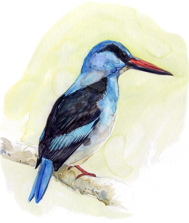 Blue Breasted Kingfisher