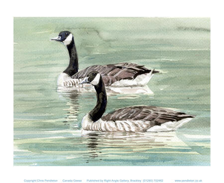 Canada Geese