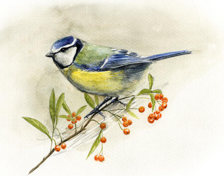 Bluetit