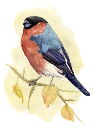 Bullfinch