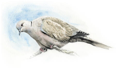 Collared Dove