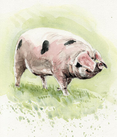 Gloucestershire Old spot pig