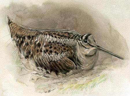 Woodcock
