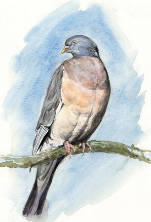 Wood Pigeon