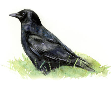 Carrion Crow