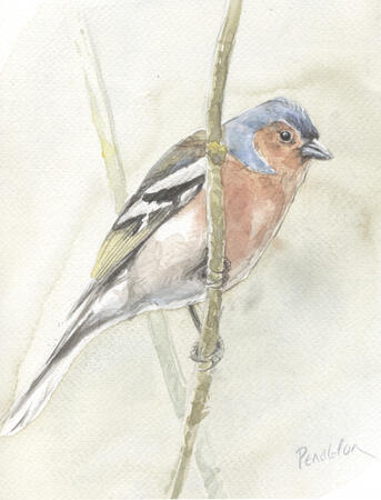 Chaffinch