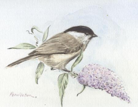 Marsh Tit