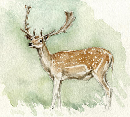 Fallow Stag