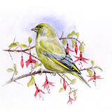 Greenfinch and Fuchsia