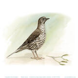 Mistle Thrush