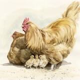 Buff Orpington Family