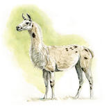 Llama