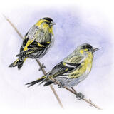 Siskins