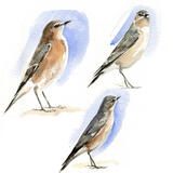 Wheatears sketch