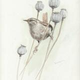 Wren