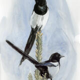Magpies