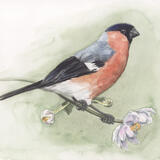 Bullfinch