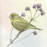 Greenfinch