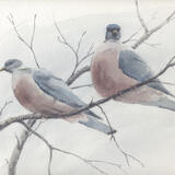 Wood Pigeons