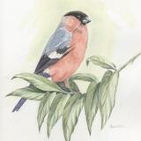 Bullfinch